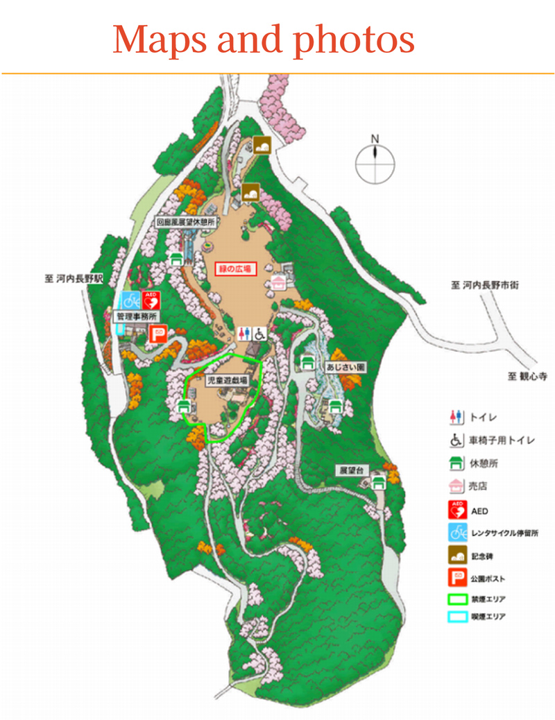 長野公園さくらと光の回廊