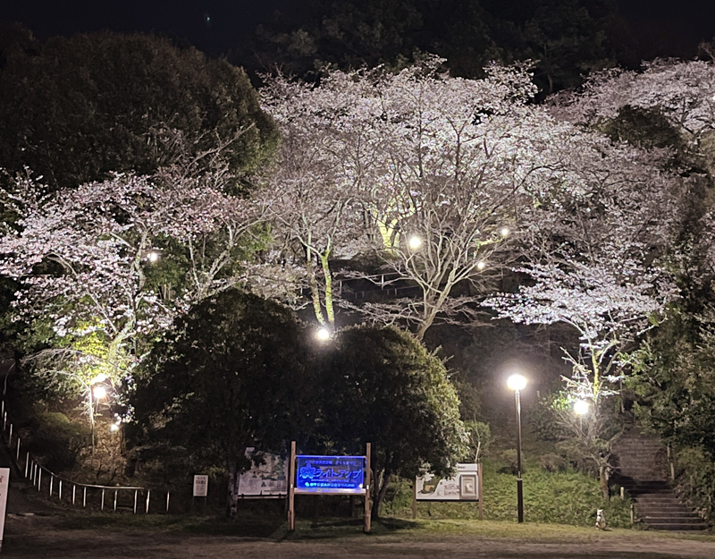 夜桜のライトアップ画像