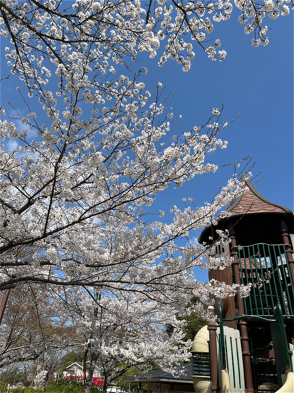 長野公園のさくら