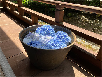 水を入れた鉢に浮かぶ紫陽花