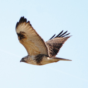Vol.01ノスリ (Buteo japonicas)