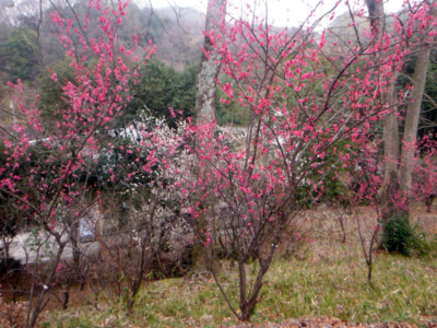 長野公園 季節の情報３月（奥河内さくら公園（長野地区）　みどりの広場）