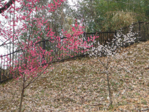 長野公園 季節の情報３月（奥河内あじさい公園（河合寺地区）展望台）