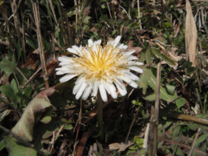 長野公園 季節の情報 3月（シロバナタンポポ（河合寺地区））