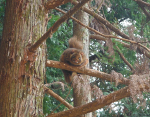 長野公園 季節の情報 3月（ムササビ（観心寺地区））