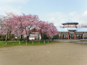 長野公園 季節の情報４月（奥河内さくら公園（長野地区）みどりの広場）