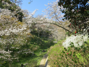 長野公園 季節の情報４月（奥河内あじさい公園（河合寺地区）展望台）