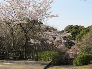 長野公園 季節の情報 ４月（奥河内天野キャンプの森（天野山地区）北広場）