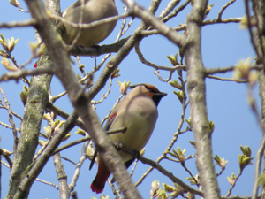 長野公園 季節の情報 ４月（奥河内さくら公園（長野地区）　管理事務所前）