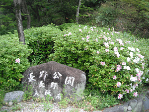 長野公園 季節の情報５月（奥河内さくら公園（長野地区）ヒラドツツジ）