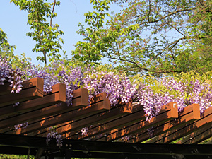 長野公園 季節の情報５月（奥河内あじさい公園（長野地区）フジ）