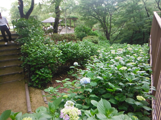 長野公園あじさい開花状況（6月5日）