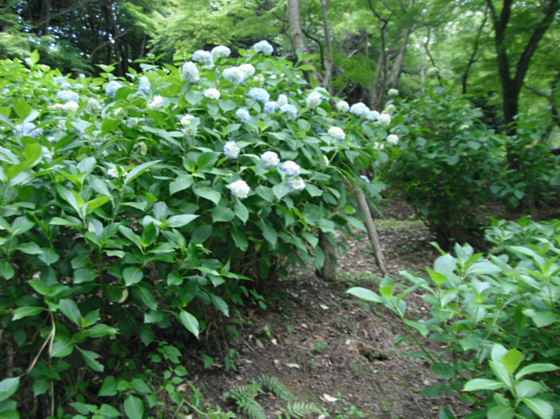 長野公園あじさい開花状況（６月５日現在。あじさい園内）
