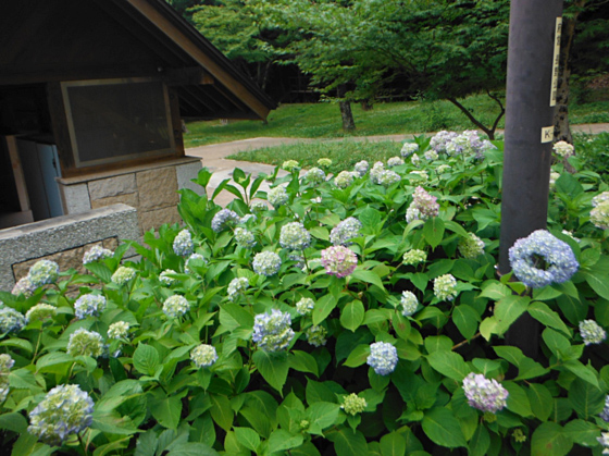 長野公園あじさい開花状況（６月４日現在。キャンプ場内）