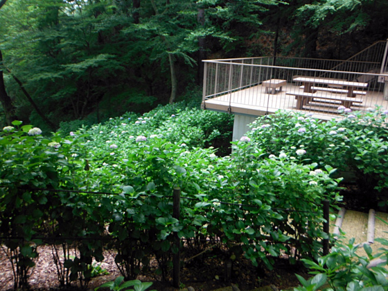 長野公園あじさい開花状況（6月8・9日）