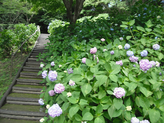 長野公園あじさい開花状況（６月５日現在。あじさい園内）