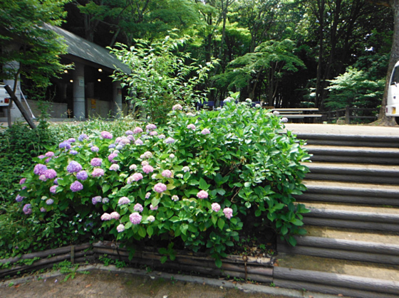 長野公園あじさい開花状況（６月４日現在。キャンプ場内）
