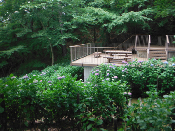 長野公園あじさい開花状況（6月13・14日）