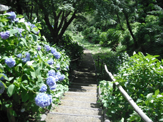 長野公園あじさい開花状況（６月13日現在。あじさい園内）