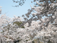 長野公園新聞春号 長野公園新聞春号