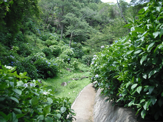 長野公園あじさい開花状況（６月20日現在。あじさい園内）