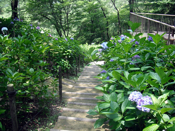 長野公園あじさい開花状況（6月24日）