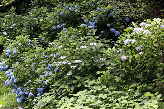 長野公園あじさい開花状況（６月23日現在。あじさい園内）