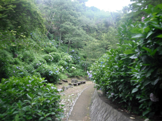 長野公園あじさい開花状況（６月27日現在。あじさい園内）