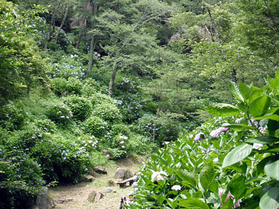 長野公園あじさい開花状況　見ごろ（9割程度開花）