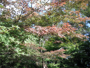 奥河内さくら公園（長野地区）モミジ