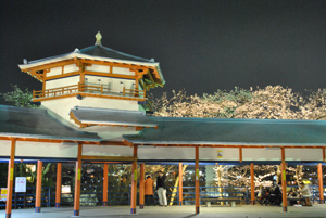 夜桜のライトアップ