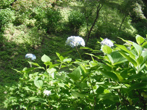 長野公園の紫陽花情報