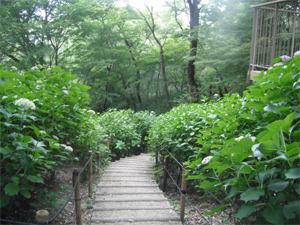 長野公園の紫陽花情報