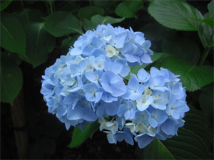 長野公園の紫陽花情報