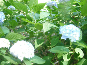 長野公園の紫陽花情報