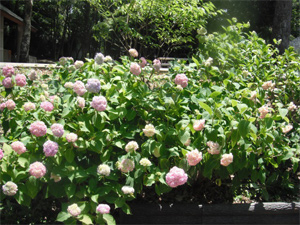 長野公園の紫陽花情報