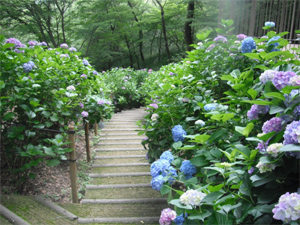 長野公園の紫陽花情報