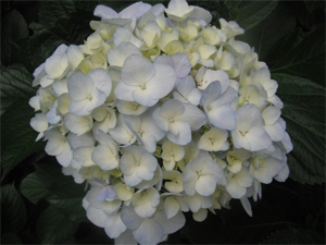 長野公園の紫陽花情報