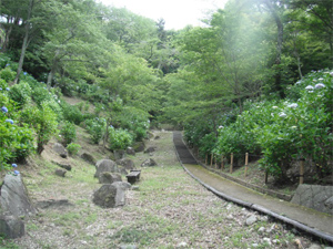 長野公園の紫陽花情報