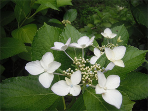 長野公園の紫陽花情報