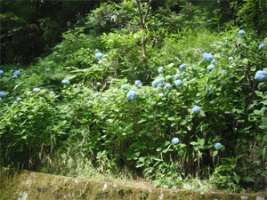 長野公園の紫陽花情報