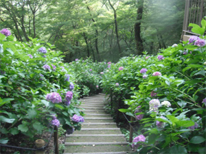 長野公園の紫陽花情報