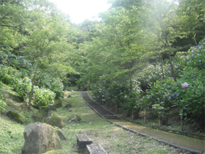 長野公園の紫陽花情報