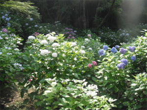 長野公園の紫陽花情報