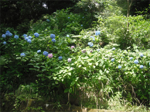 長野公園の紫陽花情報