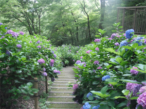 長野公園の紫陽花情報