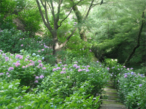 長野公園の紫陽花情報