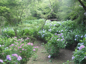 長野公園の紫陽花情報