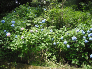 長野公園の紫陽花情報