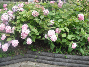 長野公園の紫陽花情報
